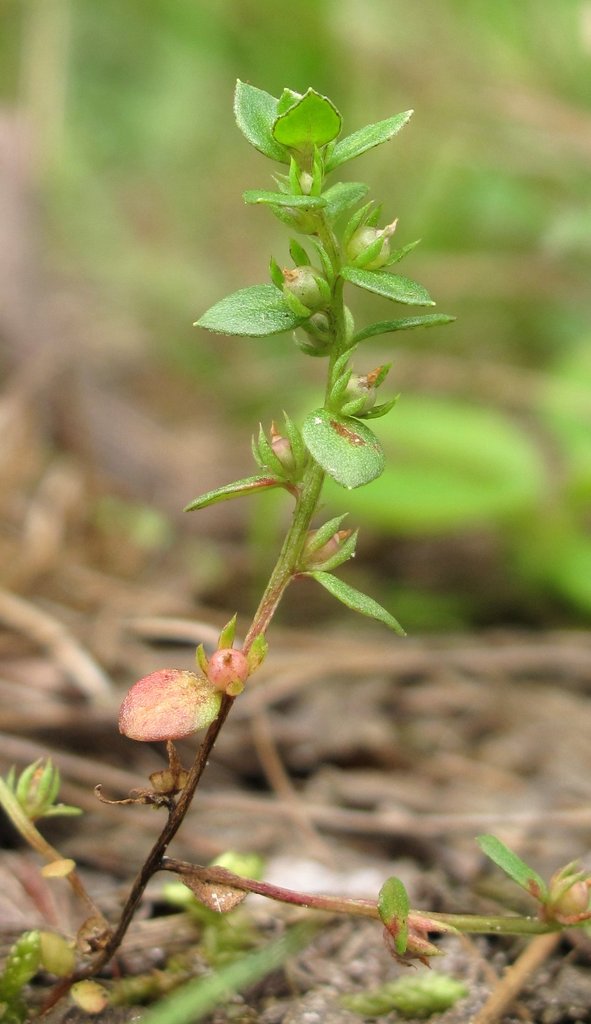 Centunculus minimus